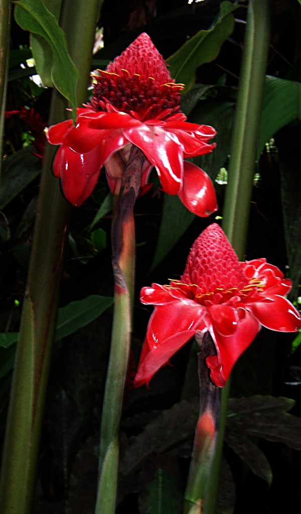 Красивый цветок роскоя на поляне