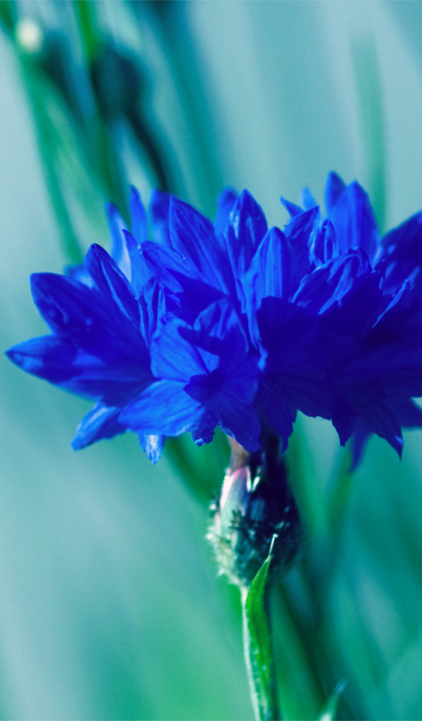 Красивые цветок василек на поляне