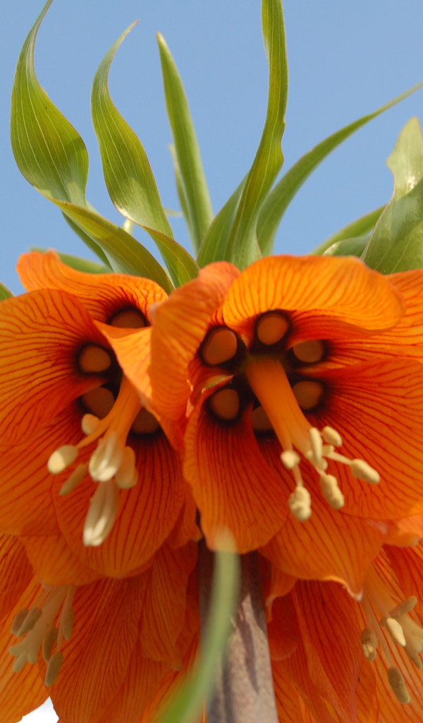 На поляне красивый цветок рябчик императорский