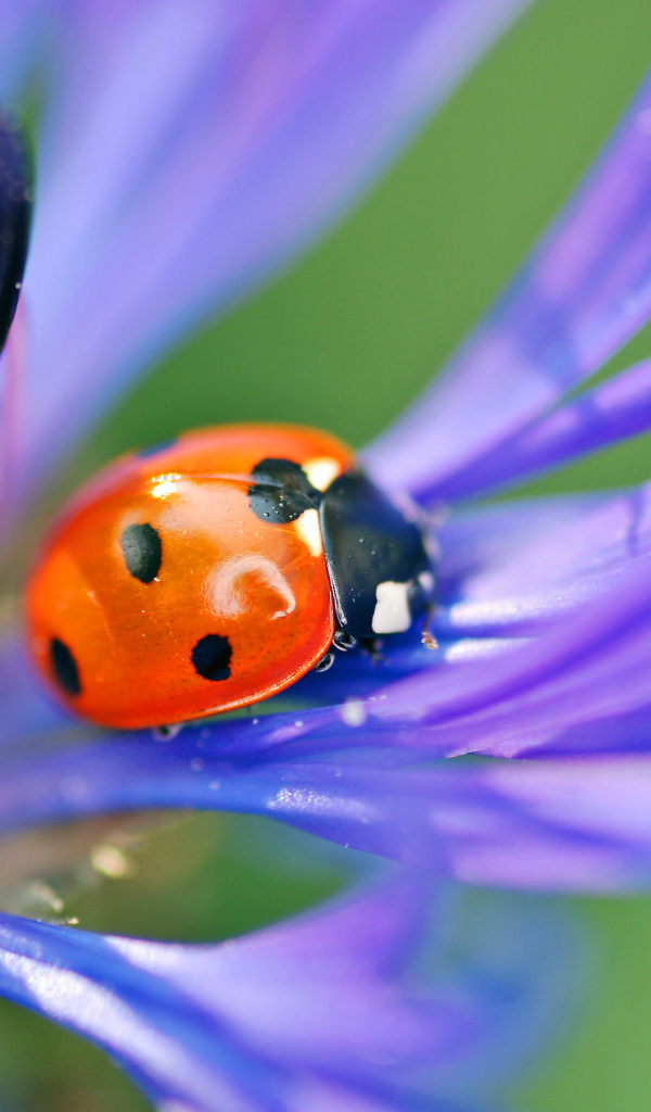 На поляне красивый цветок василек