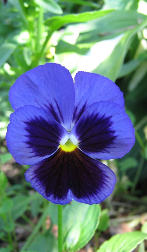 Красивый цветок анютины глазки