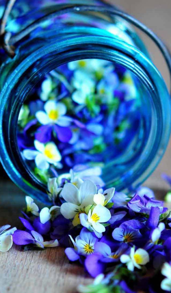 Красивые лепестки цветка виола