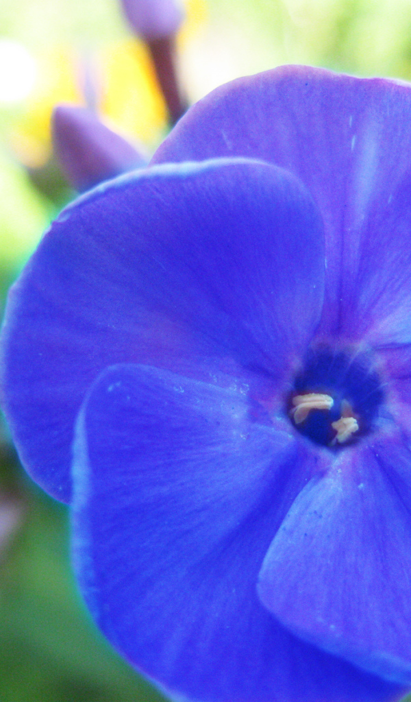 Красивый цветок флокс на поляне