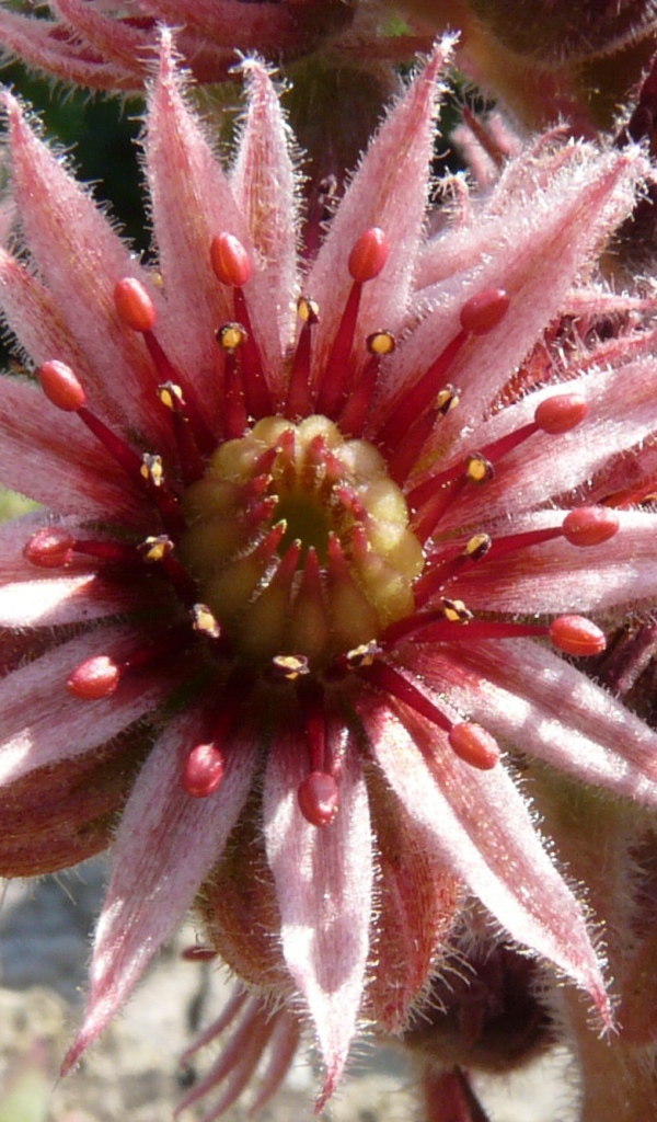 Красивый цветок молодило