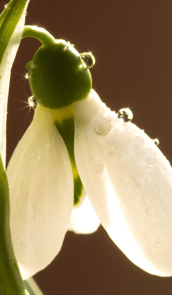 Красивый цветок подснежник