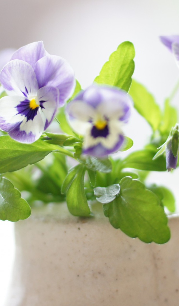 Красивые цветы