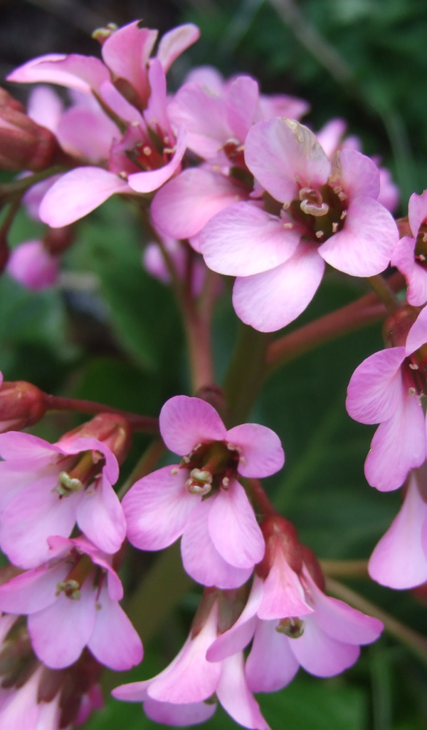 Красивые цветы бадан