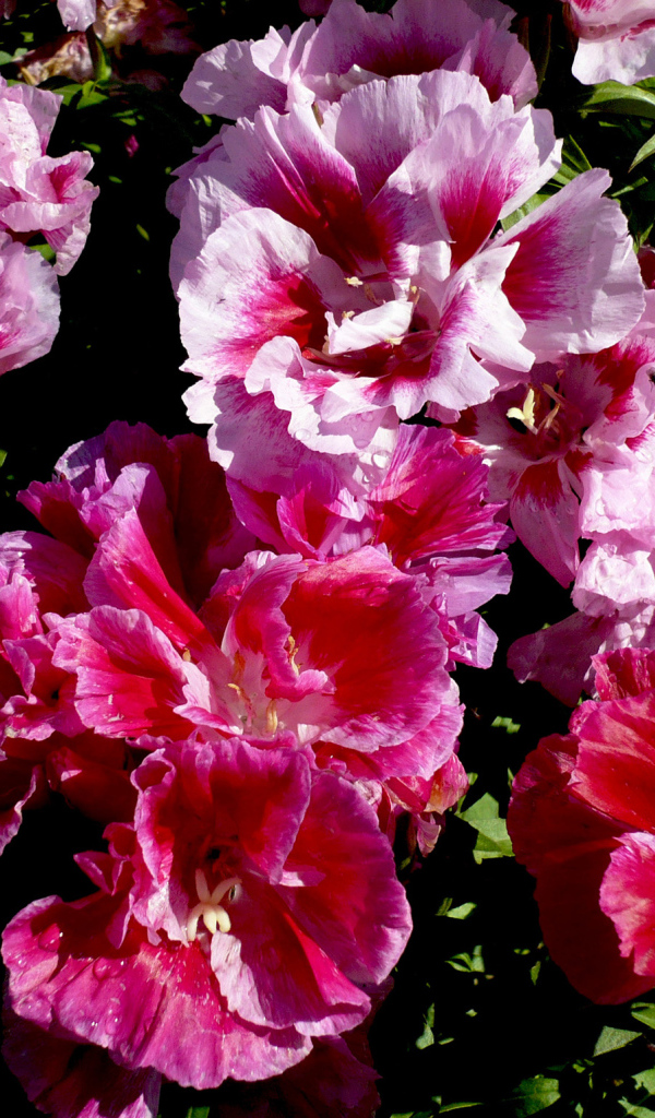 Красивые цветы кларкия (годеция) в саду