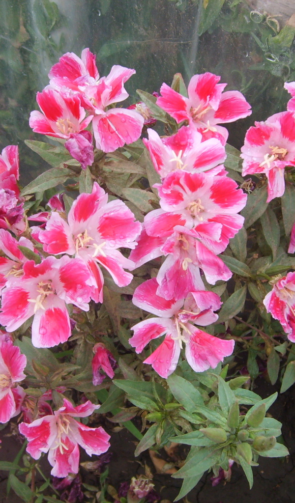 Красивые цветы кларкия (годеция) в парке