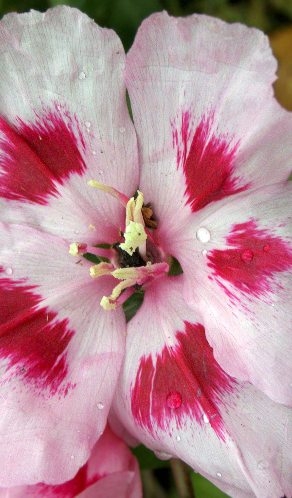 Красивые цветы кларкия (годеция) на клумбе в саду