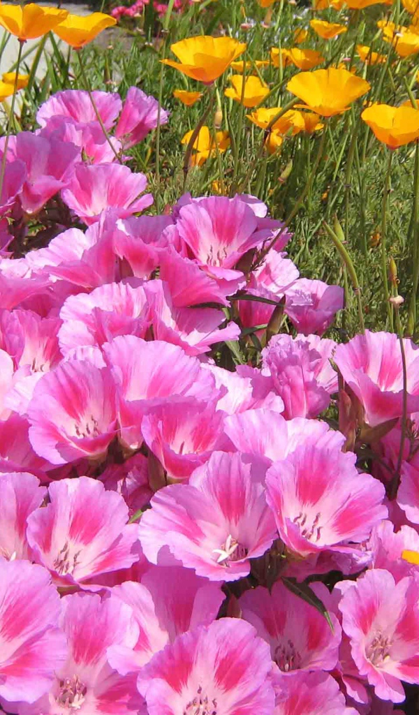 Красивые цветы кларкия (годеция) на поляне