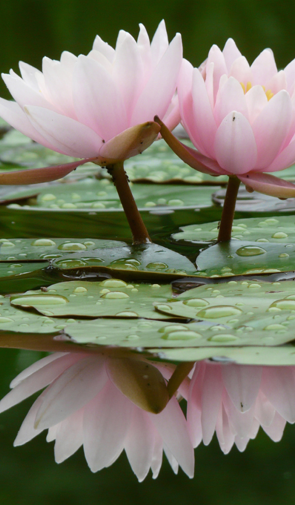 Прекрасные цветы нимфея