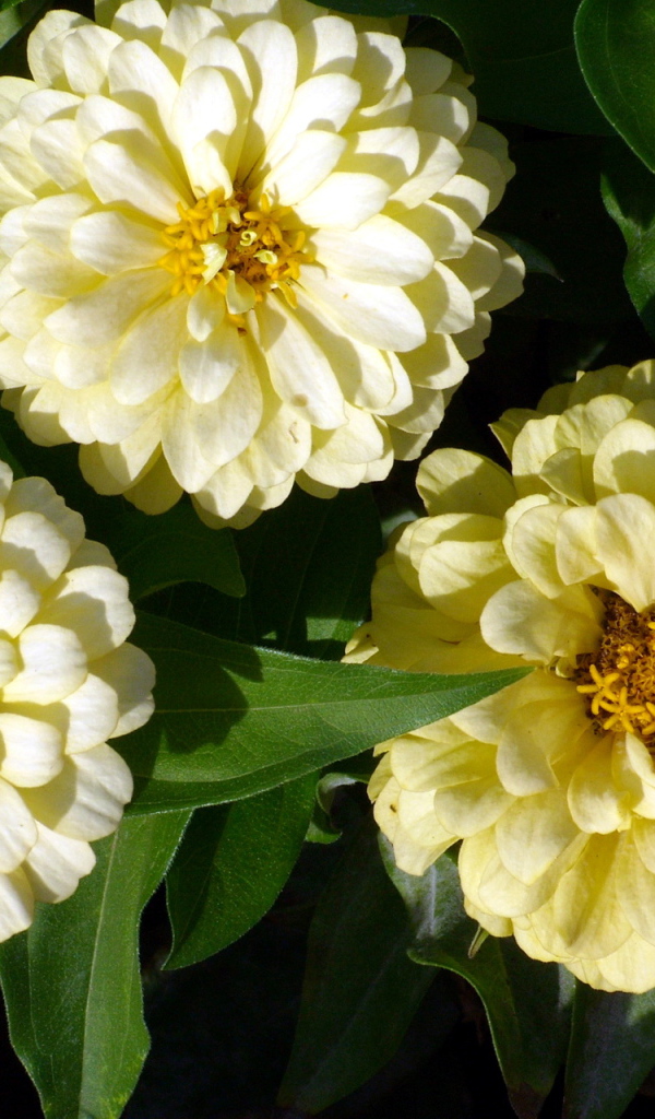 Красивые цветы цинния (циния) в саду