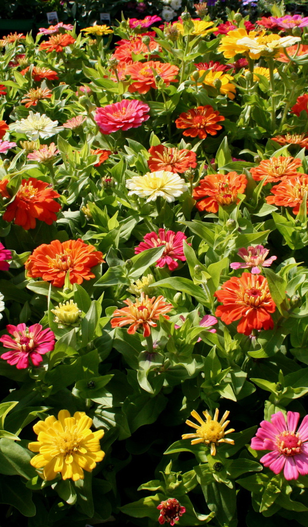 Красивые цветы цинния (циния) в парке