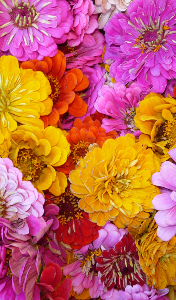 Красивые цветы цинния (циния) на поляне