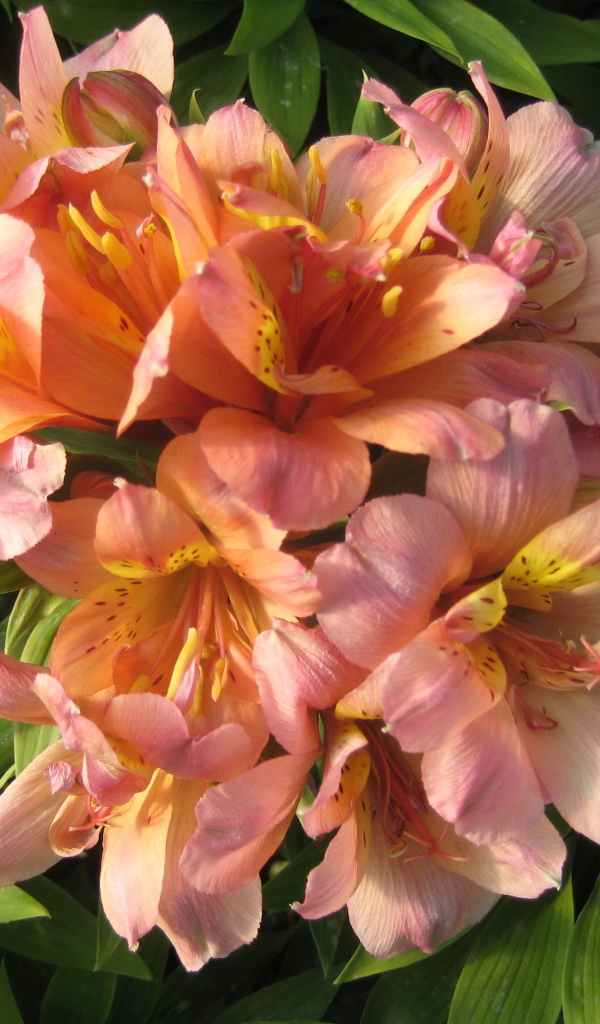 Красивые цветы альстремерия на клумбе в саду