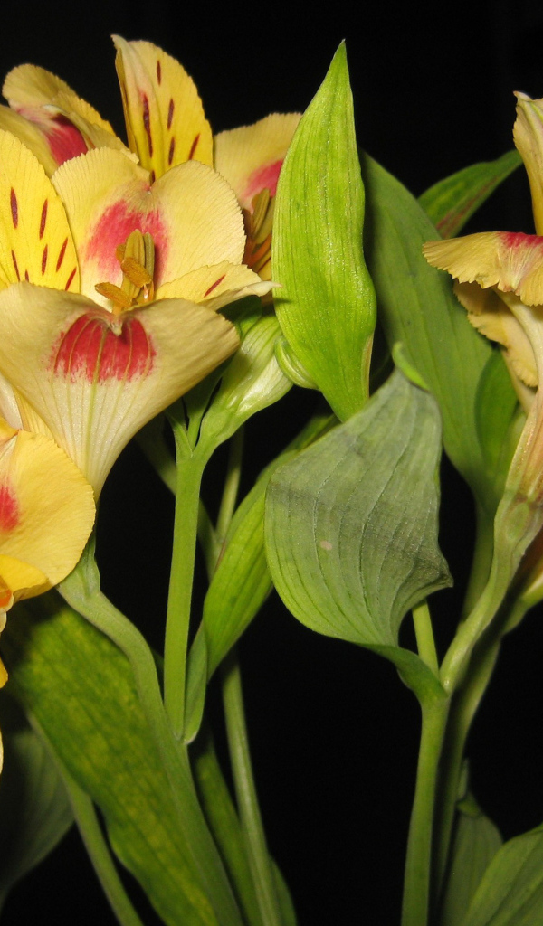 Красивые цветы альстремерия на поляне