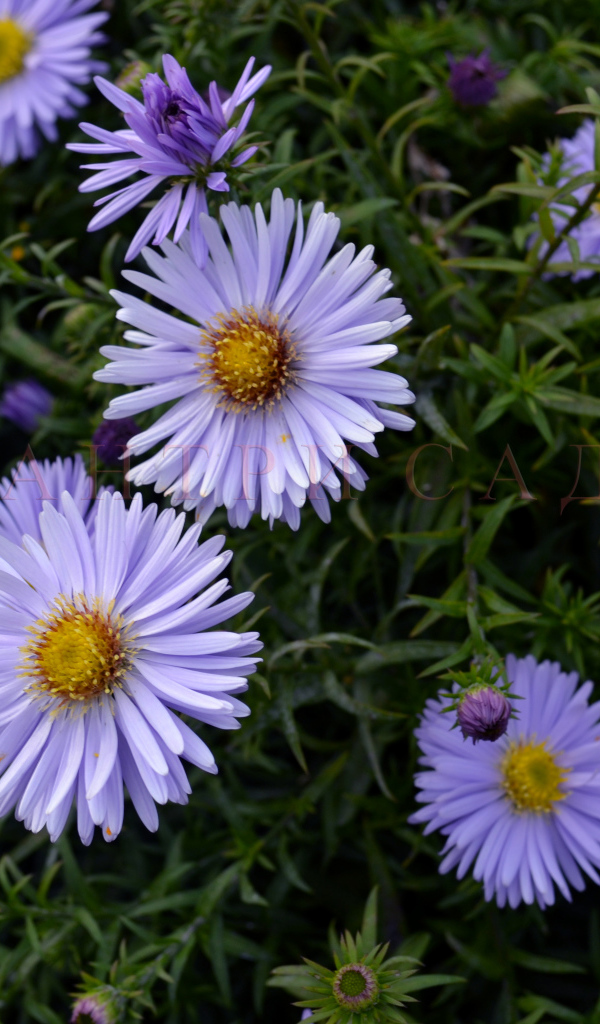 Красивые цветы астра в парке