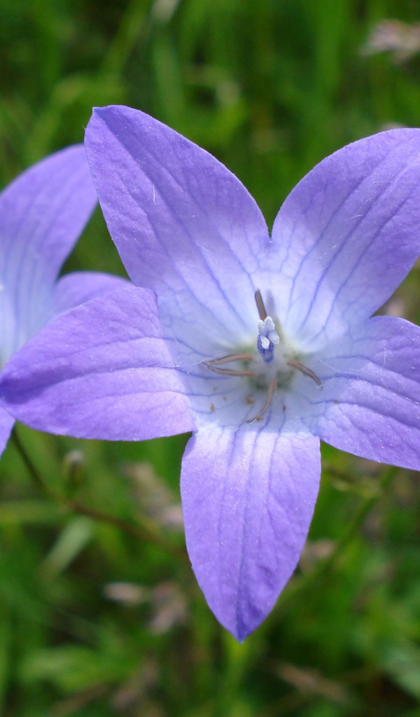 Красивые цветы колокольчик на клумбе в саду