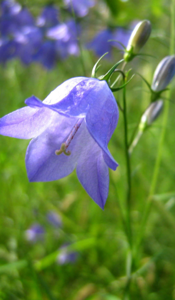 Красивые цветы колокольчик на поляне