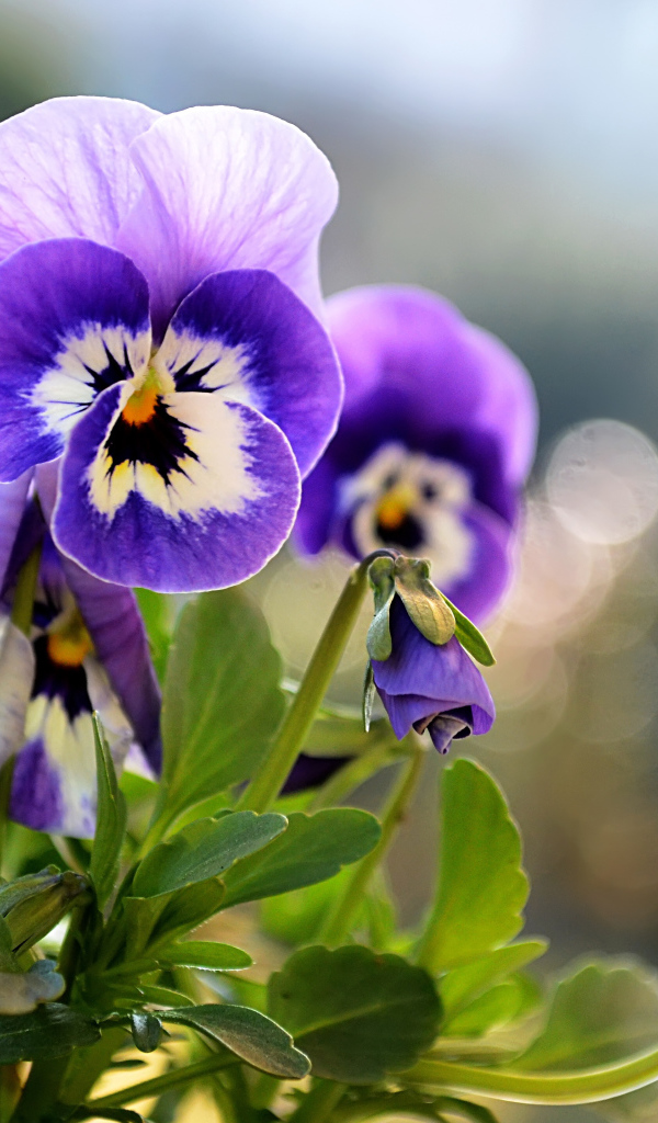 Расцвели прекрасные цветы анютины глазки