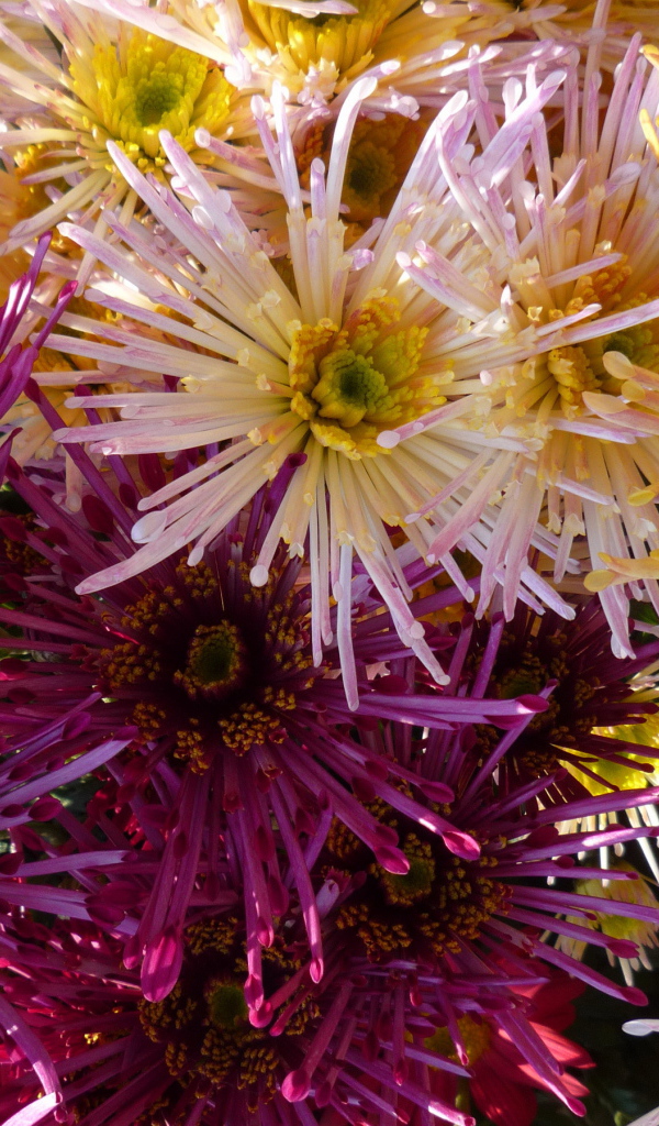 Красивые цветы хризантема в парке