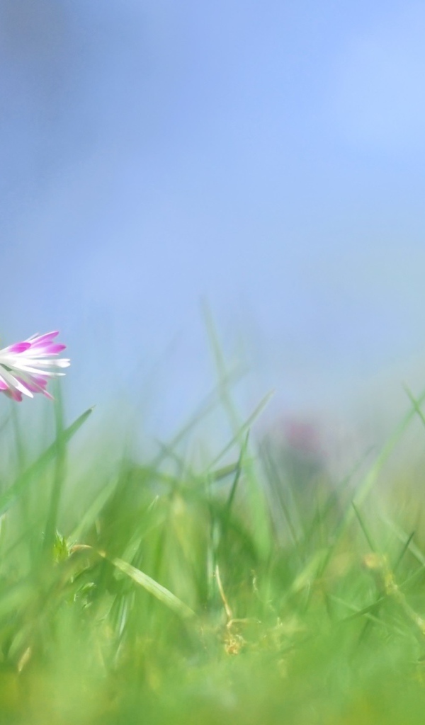 Прекрасные цветы маргаритки