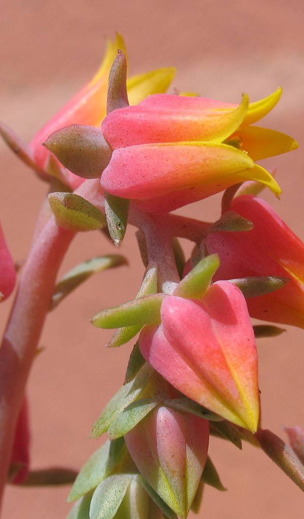 Красивые цветы эхеверия (эчеверия) на клумбе  в саду