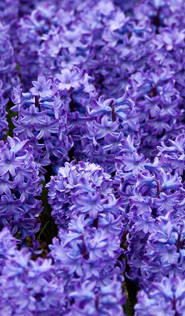 Красивые цветы гиацинты весной на поляне