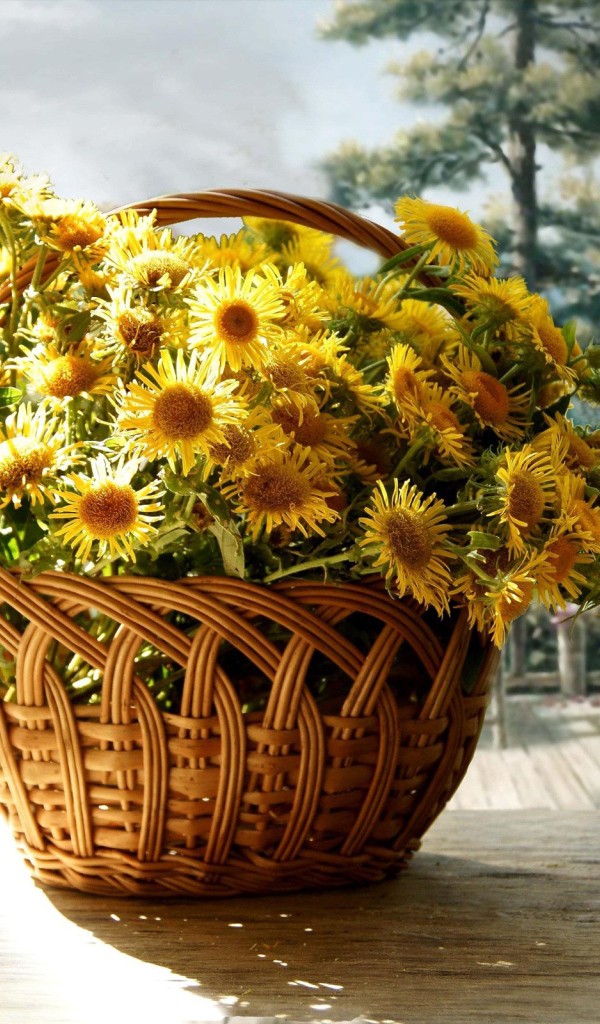 Красивые цветы хризантема в корзине