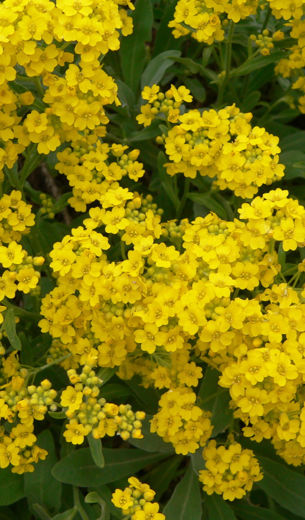 Красивые цветы алиссум на клумбе в саду