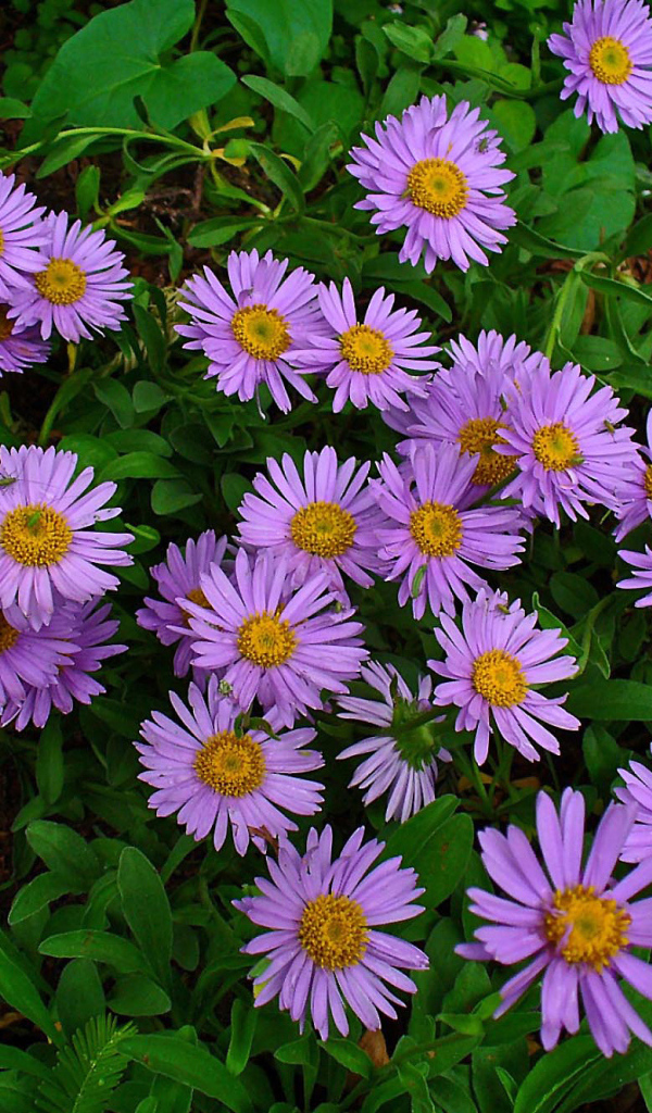 Красивые цветы астра на клумбе в саду