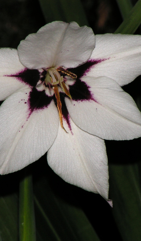 Красивые цветы ацидантера на клумбе в саду