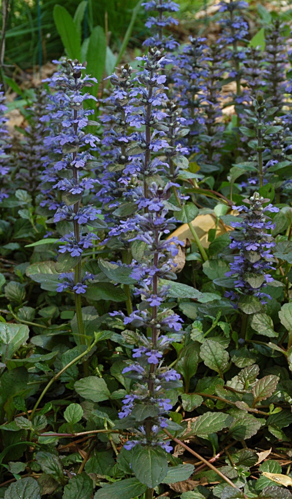 Красивые цветы аюга на клумбе в саду