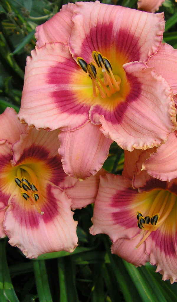 Красивые цветы лилейник на клумбе в саду