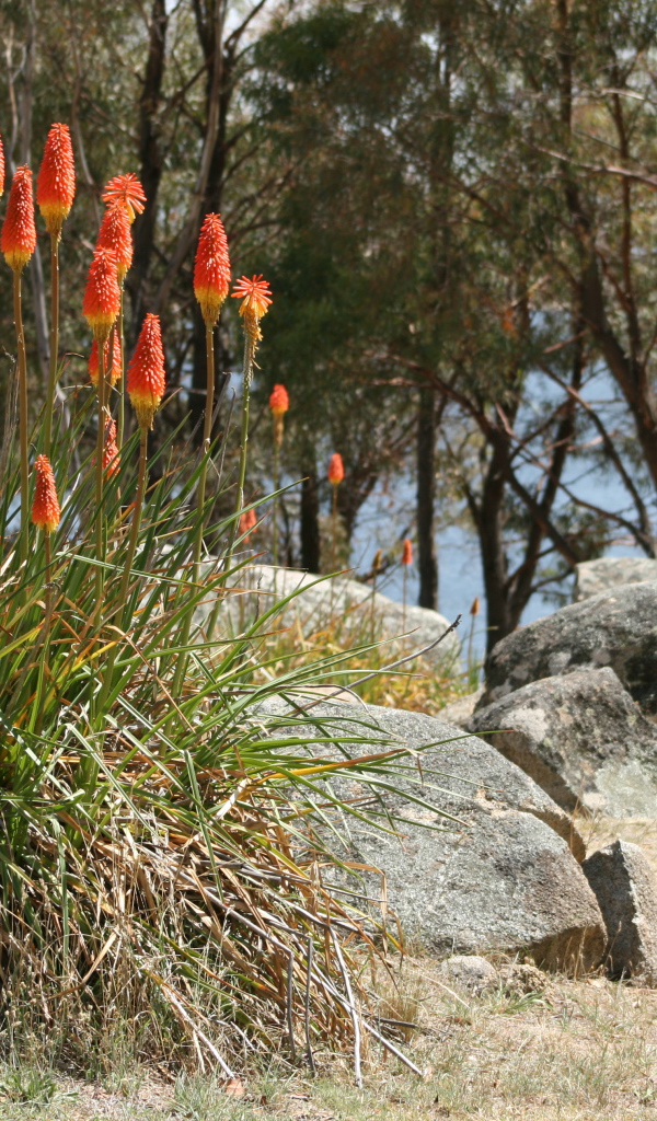 Красивые цветы кникофия на клумбе в саду