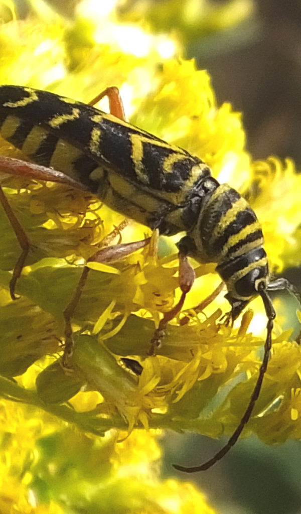 Красивые цветы венидиум на клумбе в саду
