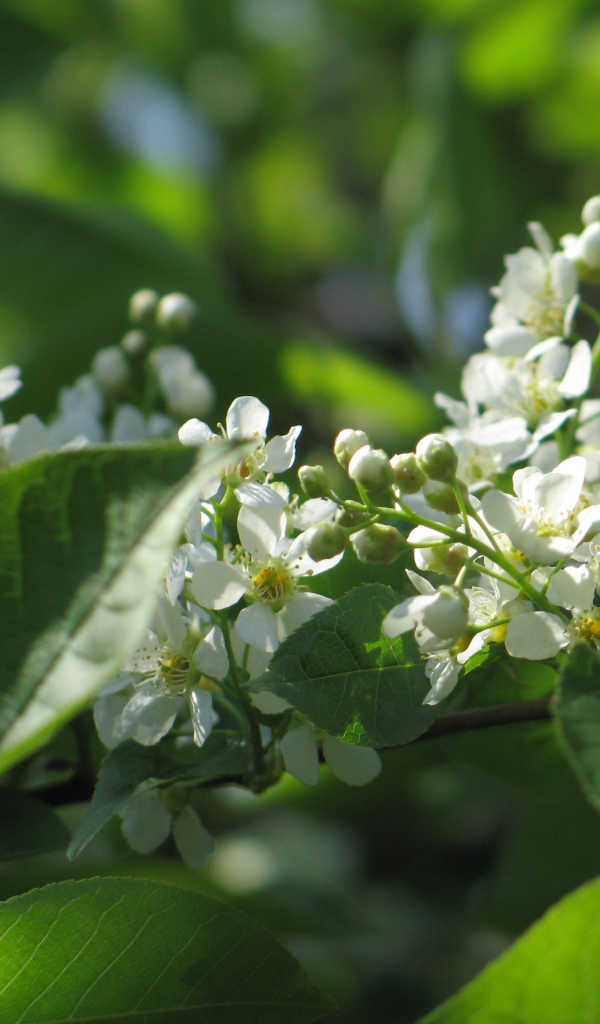 Красивые цветы бадан в лесу