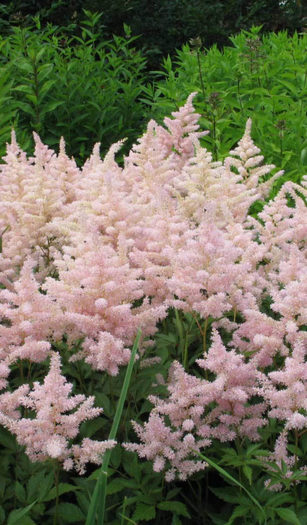 Красивые цветы астильба в саду