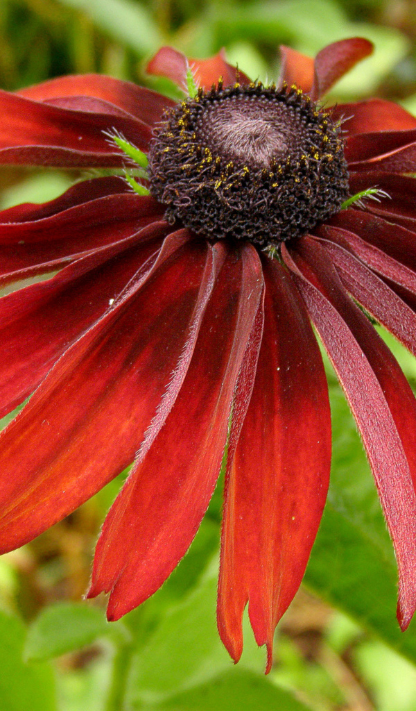 Красивые цветы рудбекия в саду