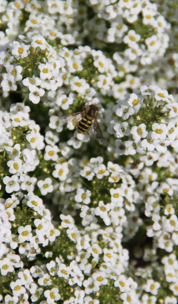 Красивые цветы алиссум в саду