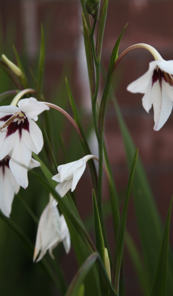 Красивые цветы ацидантера в саду