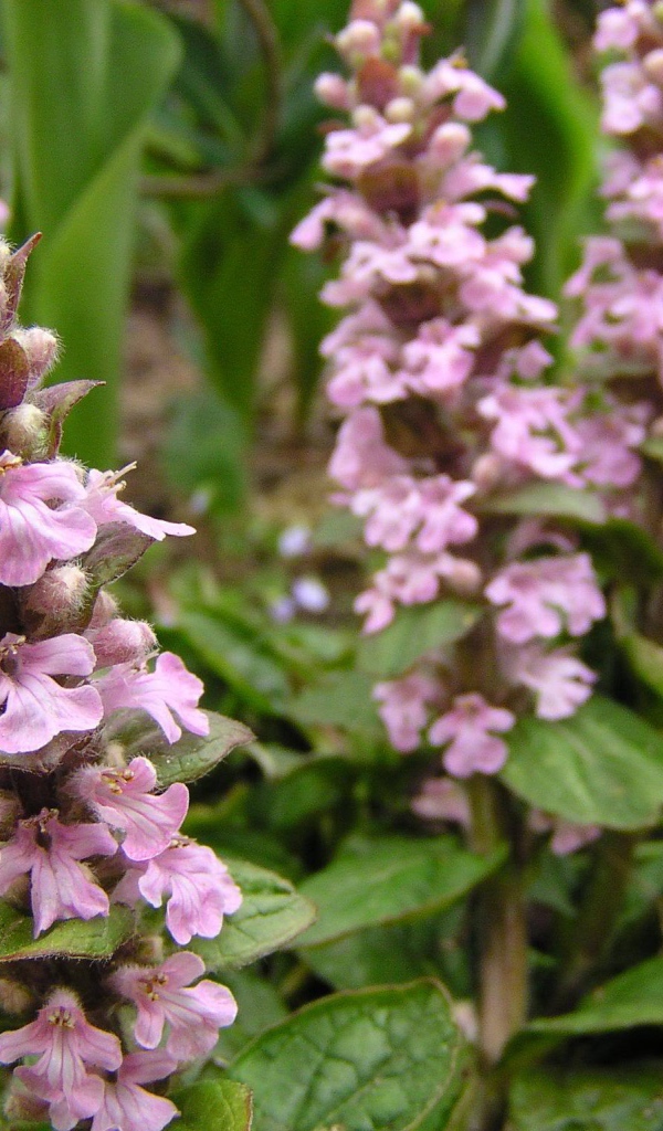 Красивые цветы аюга в саду