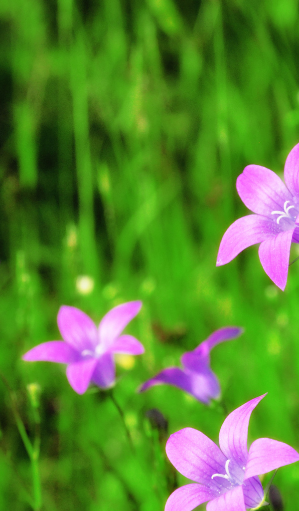 Красивые цветы колокольчики в саду