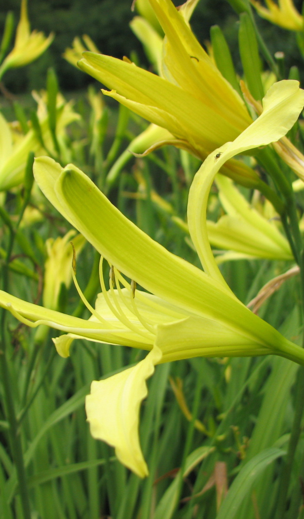 Красивые цветы лилейник в саду