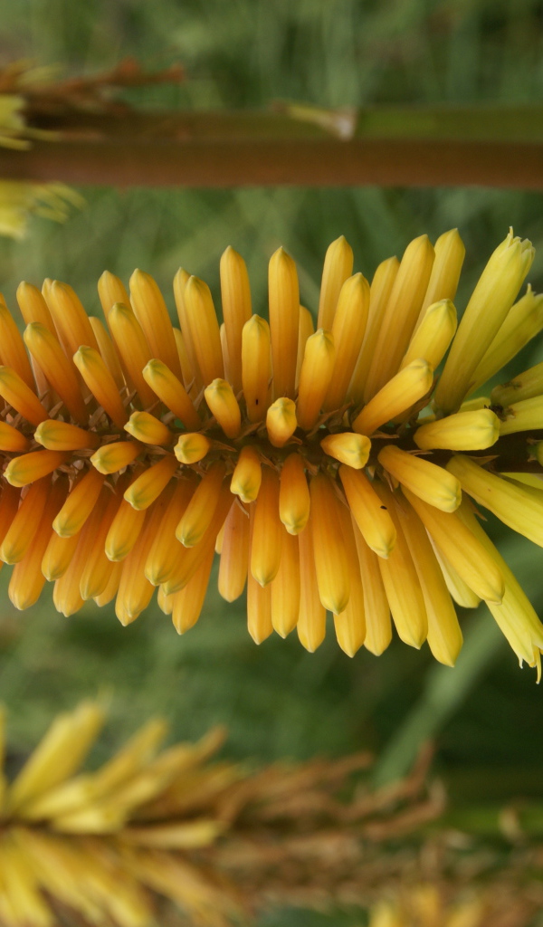 Красивые цветы кникофия в саду