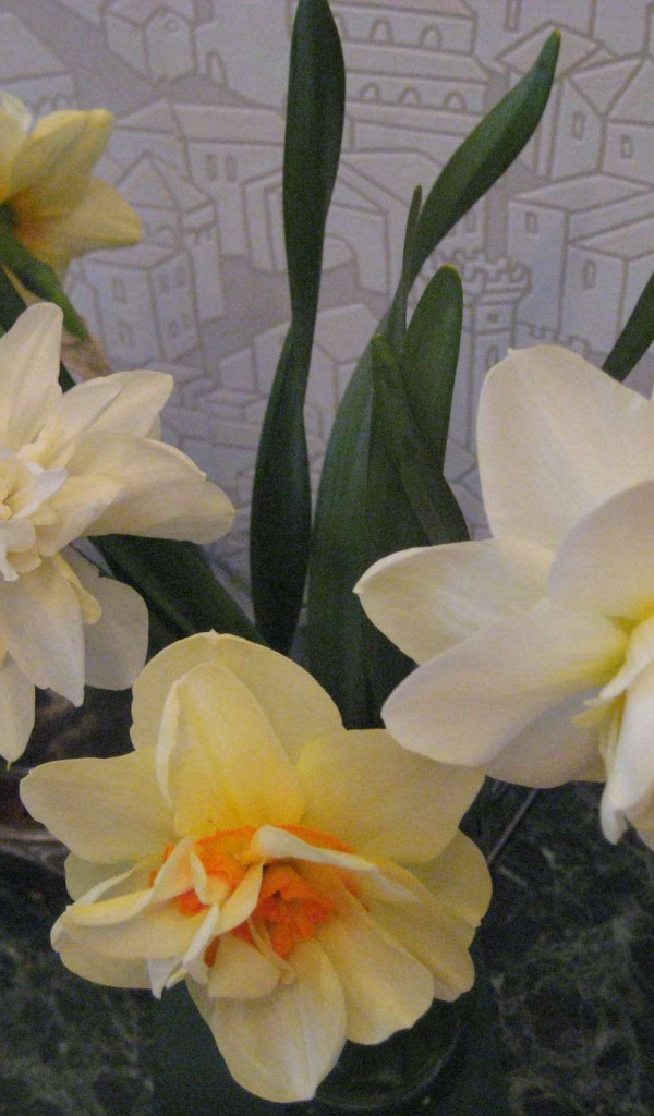 Красивые цветы нектароскордум в саду