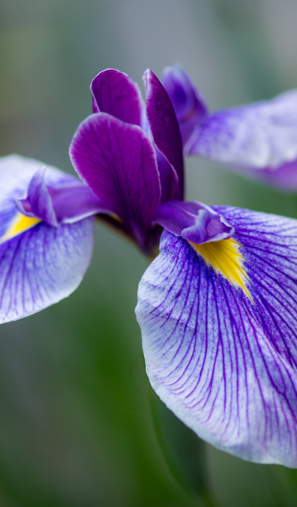 Красивые цветы ирисы в саду