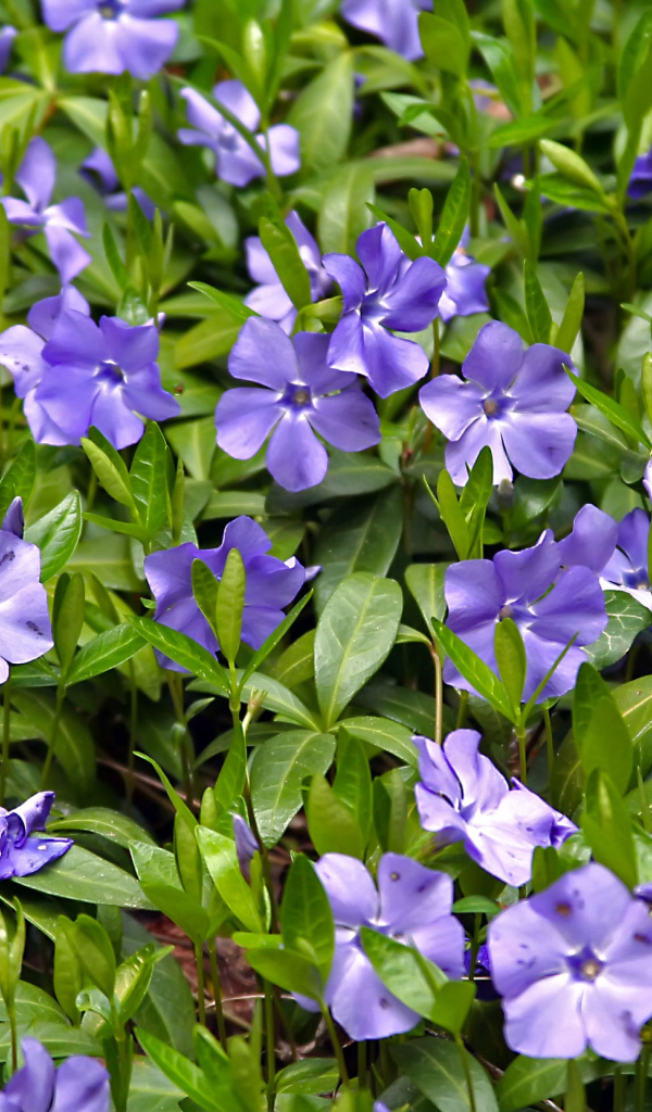 Красивые цветы барвинок в саду