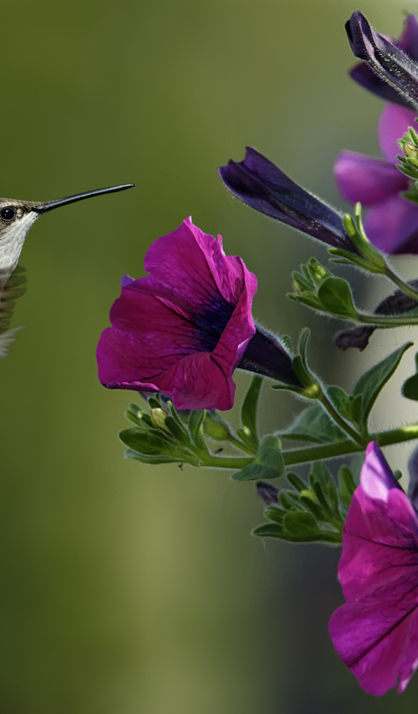 Красивые цветы петуния в саду